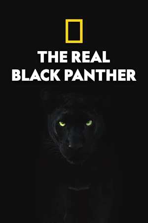 Настоящая чёрная пантера